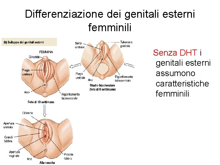 Differenziazione dei genitali esterni femminili Senza DHT i genitali esterni assumono caratteristiche femminili 