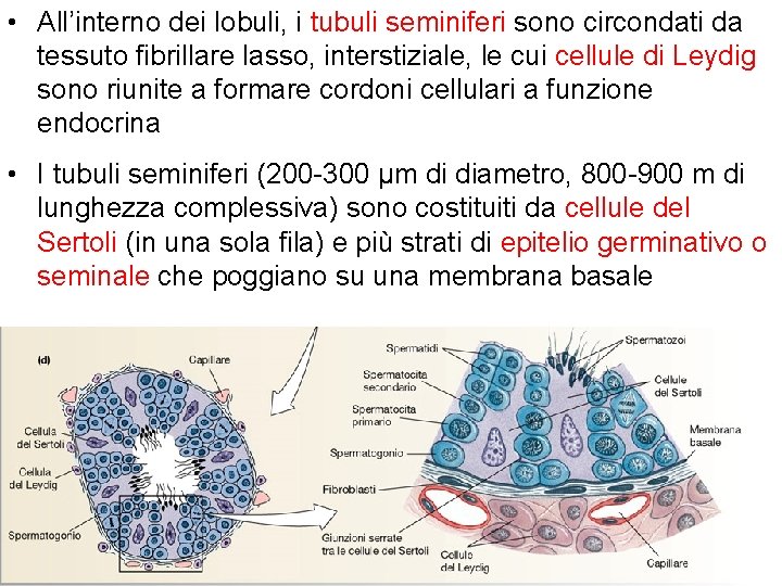  • All’interno dei lobuli, i tubuli seminiferi sono circondati da tessuto fibrillare lasso,
