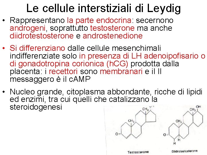 Le cellule interstiziali di Leydig • Rappresentano la parte endocrina: secernono androgeni, soprattutto testosterone