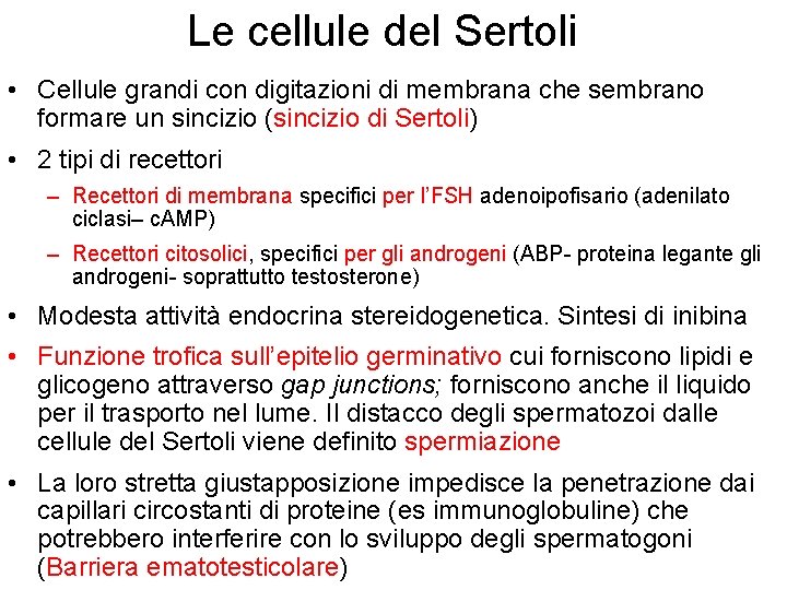 Le cellule del Sertoli • Cellule grandi con digitazioni di membrana che sembrano formare