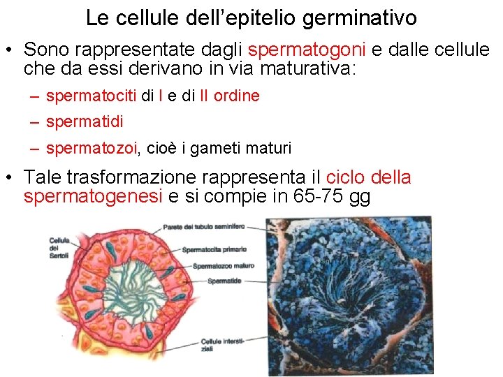 Le cellule dell’epitelio germinativo • Sono rappresentate dagli spermatogoni e dalle cellule che da