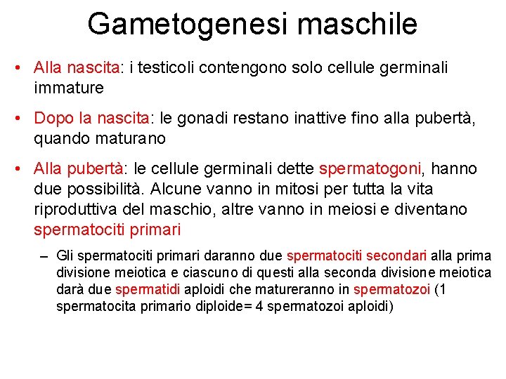 Gametogenesi maschile • Alla nascita: i testicoli contengono solo cellule germinali immature • Dopo