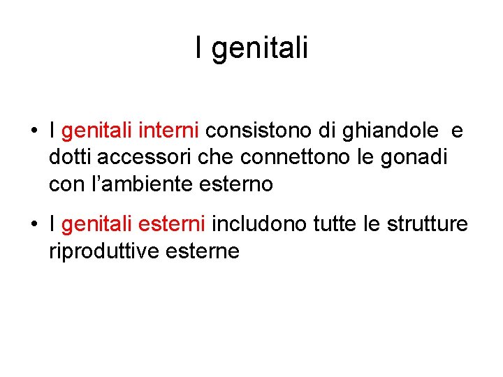 I genitali • I genitali interni consistono di ghiandole e dotti accessori che connettono