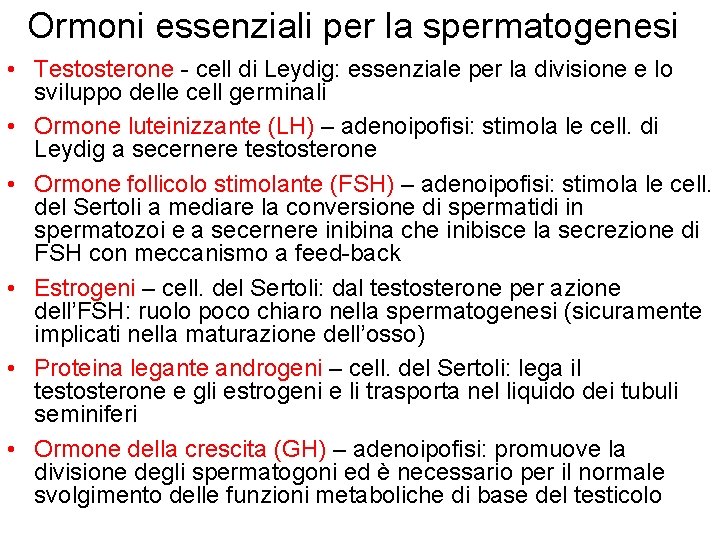 Ormoni essenziali per la spermatogenesi • Testosterone - cell di Leydig: essenziale per la