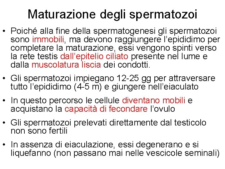 Maturazione degli spermatozoi • Poiché alla fine della spermatogenesi gli spermatozoi sono immobili, ma