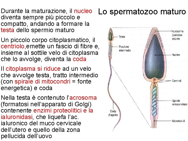 Durante la maturazione, il nucleo diventa sempre più piccolo e compatto, andando a formare