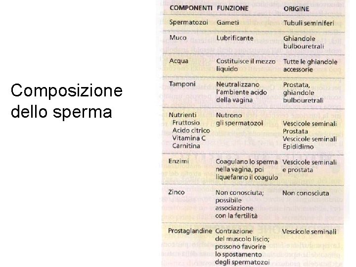 Composizione dello sperma 