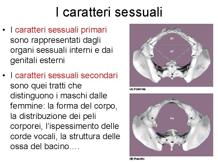 I caratteri sessuali • I caratteri sessuali primari sono rappresentati dagli organi sessuali interni