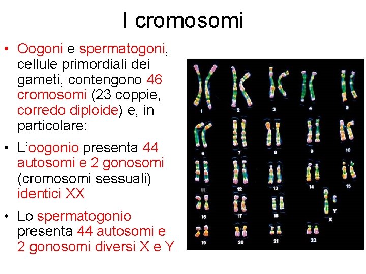 I cromosomi • Oogoni e spermatogoni, cellule primordiali dei gameti, contengono 46 cromosomi (23