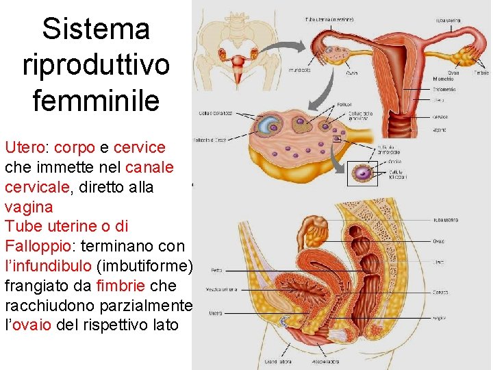 Sistema riproduttivo femminile Utero: corpo e cervice che immette nel canale cervicale, diretto alla