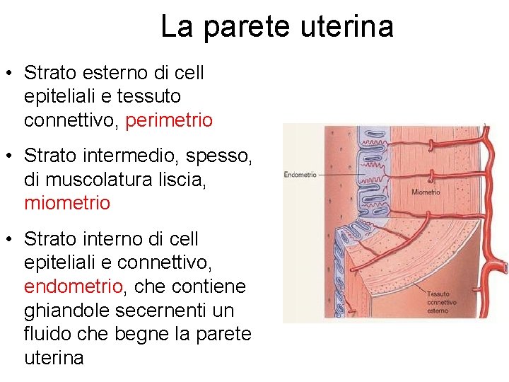 La parete uterina • Strato esterno di cell epiteliali e tessuto connettivo, perimetrio •