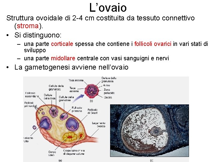 L’ovaio Struttura ovoidale di 2 -4 cm costituita da tessuto connettivo (stroma). • Si