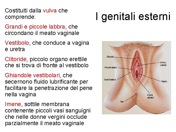  • Costituiti dalla vulva che comprende: • Grandi e piccole labbra, che circondano