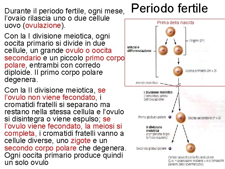 Durante il periodo fertile, ogni mese, l’ovaio rilascia uno o due cellule uovo (ovulazione).