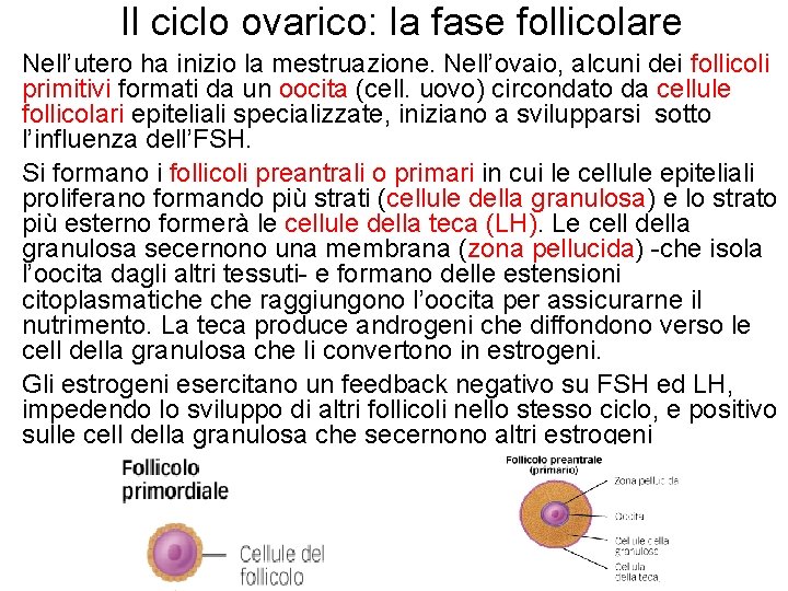 Il ciclo ovarico: la fase follicolare • Nell’utero ha inizio la mestruazione. Nell’ovaio, alcuni