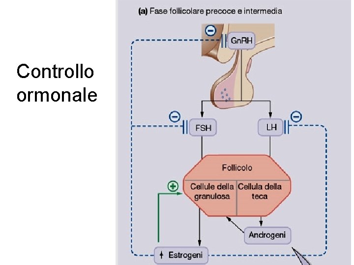 Controllo ormonale 