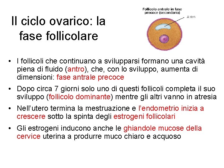 Il ciclo ovarico: la fase follicolare • I follicoli che continuano a svilupparsi formano