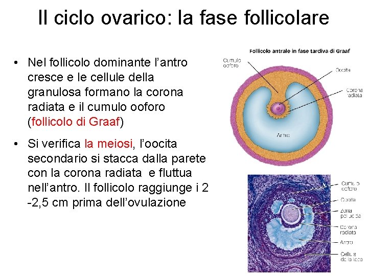 Il ciclo ovarico: la fase follicolare • Nel follicolo dominante l’antro cresce e le