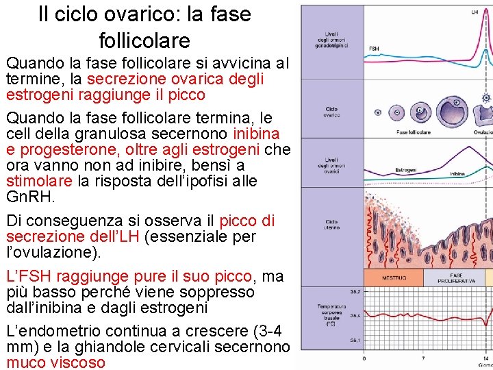 Il ciclo ovarico: la fase follicolare Quando la fase follicolare si avvicina al termine,