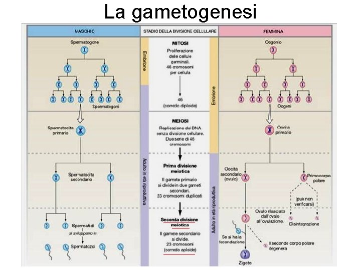 La gametogenesi 