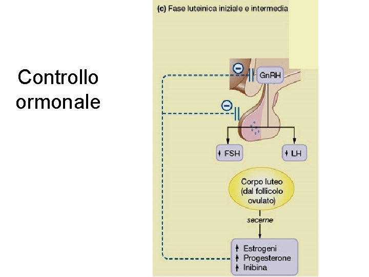 Controllo ormonale 