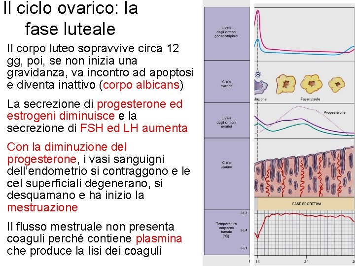 Il ciclo ovarico: la fase luteale Il corpo luteo sopravvive circa 12 gg, poi,