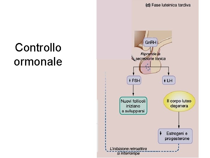 Controllo ormonale 