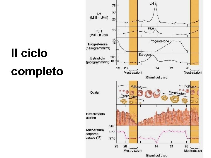 Il ciclo completo 