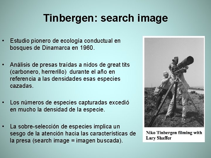 Tinbergen: search image • Estudio pionero de ecología conductual en bosques de Dinamarca en