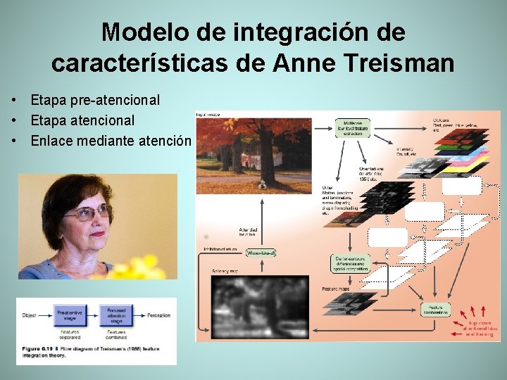 Modelo de integración de características de Anne Treisman • Etapa pre-atencional • Etapa atencional
