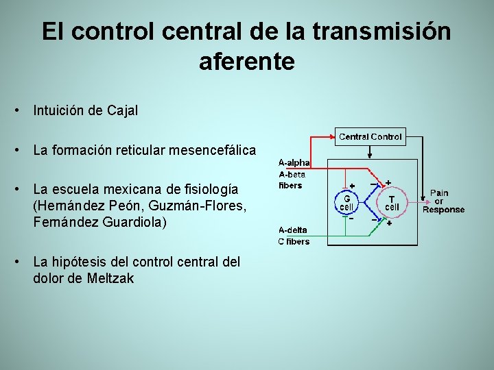 El control central de la transmisión aferente • Intuición de Cajal • La formación