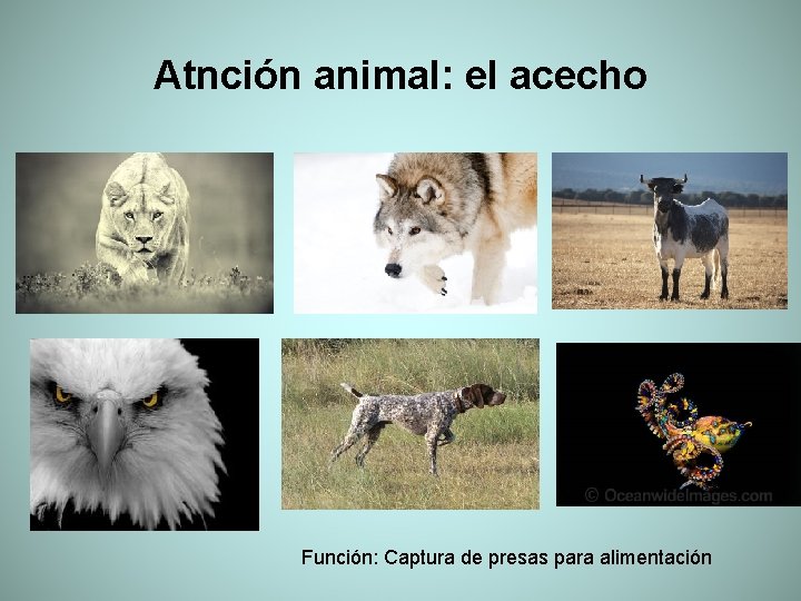 Atnción animal: el acecho Función: Captura de presas para alimentación 