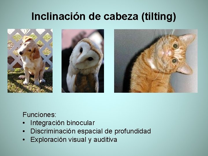 Inclinación de cabeza (tilting) Funciones: • Integración binocular • Discriminación espacial de profundidad •