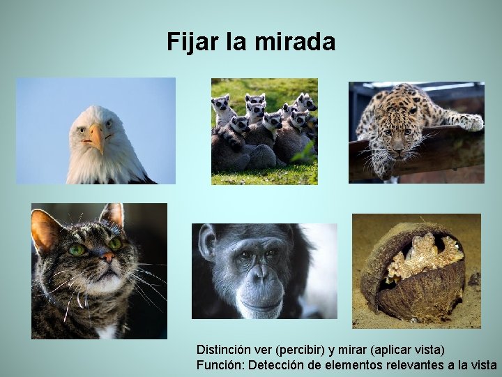 Fijar la mirada Distinción ver (percibir) y mirar (aplicar vista) Función: Detección de elementos