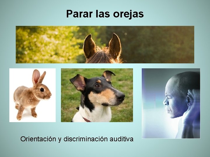 Parar las orejas Orientación y discriminación auditiva 