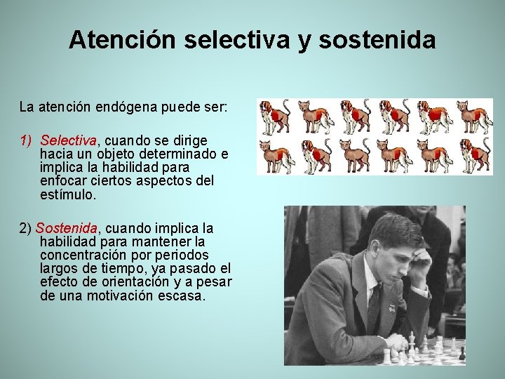Atención selectiva y sostenida La atención endógena puede ser: 1) Selectiva, cuando se dirige
