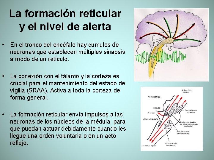 La formación reticular y el nivel de alerta • En el tronco del encéfalo