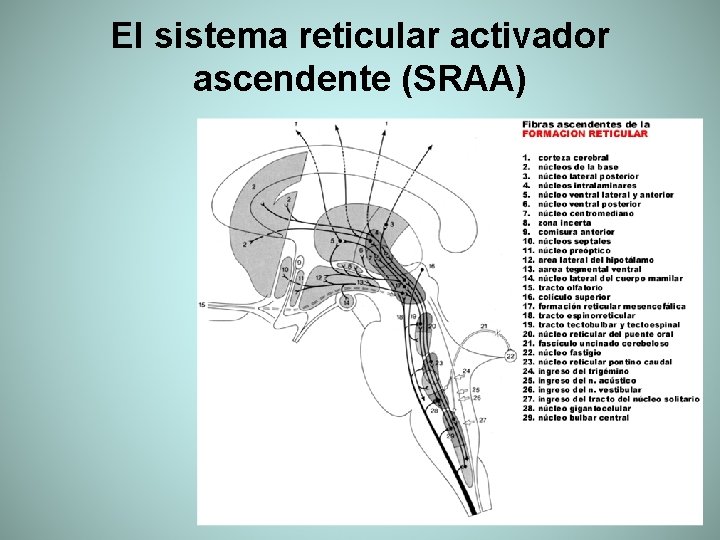 El sistema reticular activador ascendente (SRAA) 