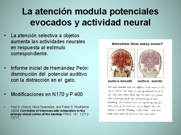 La atención modula potenciales evocados y actividad neural • La atención selectiva a objetos