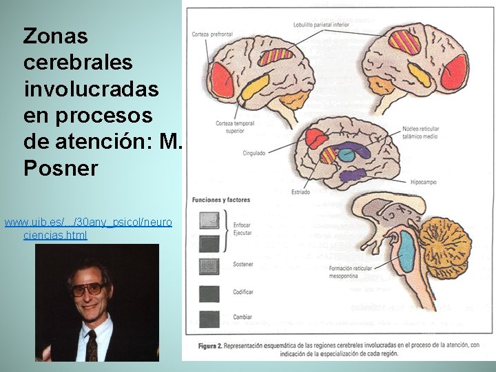 Zonas cerebrales involucradas en procesos de atención: M. Posner www. uib. es/. . .