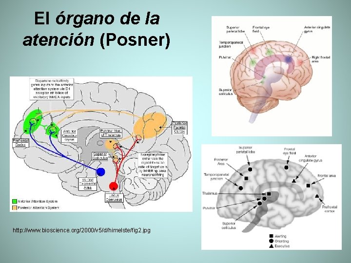 El órgano de la atención (Posner) http: //www. bioscience. org/2000/v 5/d/himelste/fig 2. jpg 