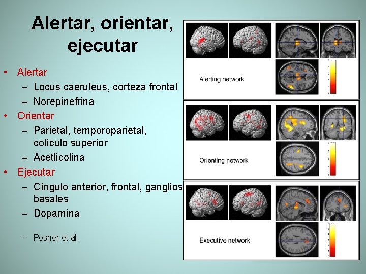 Alertar, orientar, ejecutar • Alertar – Locus caeruleus, corteza frontal – Norepinefrina • Orientar