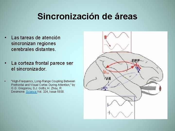 Sincronización de áreas • Las tareas de atención sincronizan regiones cerebrales distantes. • La