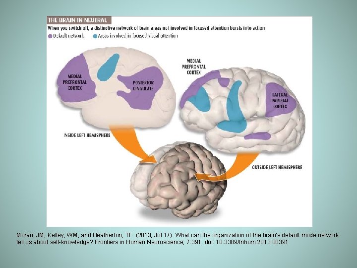 Moran, JM, Kelley, WM, and Heatherton, TF. (2013, Jul 17). What can the organization