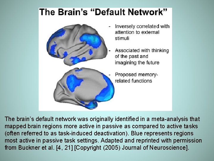 The brain’s default network was originally identified in a meta-analysis that mapped brain regions