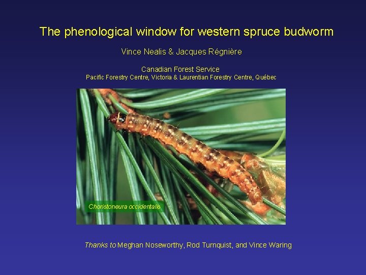 The phenological window for western spruce budworm Vince Nealis & Jacques Régnière Canadian Forest