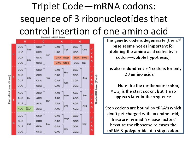 Triplet Code—m. RNA codons: sequence of 3 ribonucleotides that control insertion of one amino