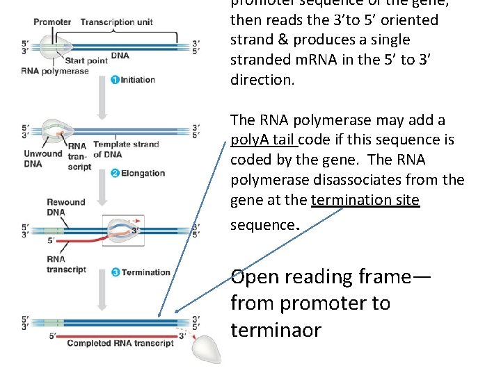 promoter sequence of the gene, then reads the 3’to 5’ oriented strand & produces