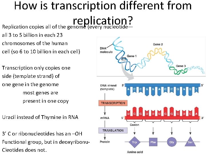 How is transcription different from replication? Replication copies all of the genome (every nucleotide—