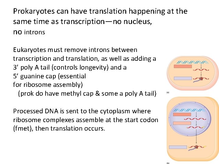 Prokaryotes can have translation happening at the same time as transcription—no nucleus, no introns